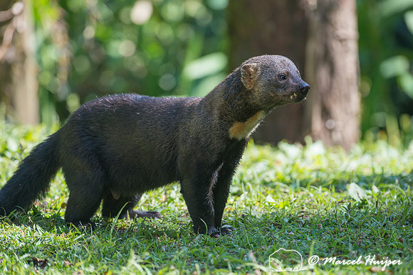 Tayra (Eira barbara), São Paulo, Brazil