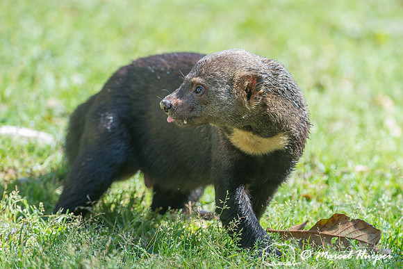 Tayra (Eira barbara), São Paulo, Brazil