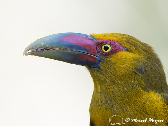 Saffron toucanet (Pteroglossus bailloni), São Paulo, Brazil