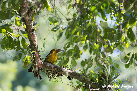 Saffron toucanet (Pteroglossus bailloni), São Paulo, Brazil