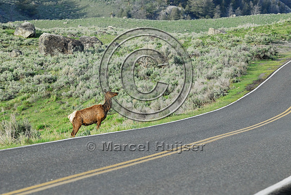 Elk (Cervus canadensis) approaching and crossing road, WY