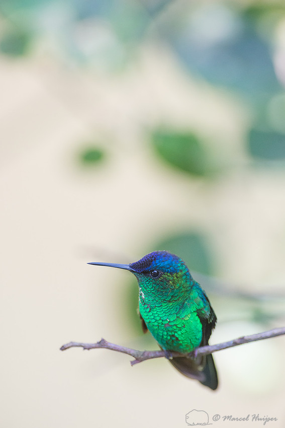 Violet-capped woodnymph (Thalurania glaucopis), São Paulo, Braz
