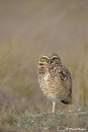 Burrowing owl (Athene cunicularia), Estação Experimental e a Estação Ecológica de Itirapina, São Paulo, Brazil