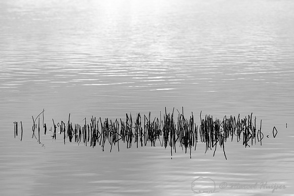 Vegetation in lake, Benton Lake National Wildlife Refuge, Montan