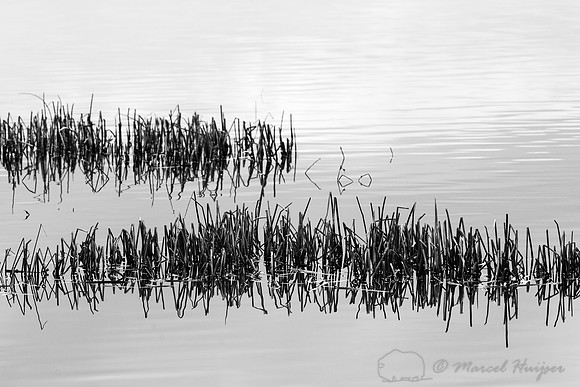 Vegetation in lake, Benton Lake National Wildlife Refuge, Montan