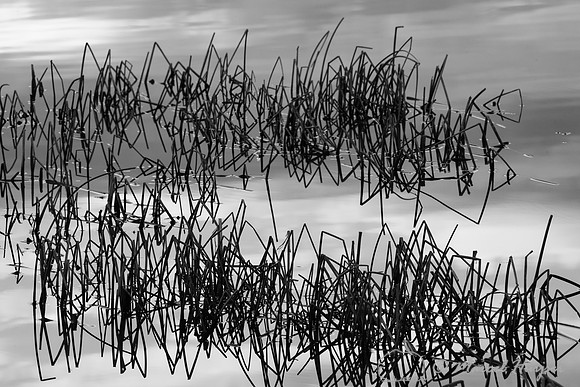 Vegetation in lake, Benton Lake National Wildlife Refuge, Montan