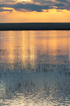 Vegetation in lake, Benton Lake National Wildlife Refuge, Montan