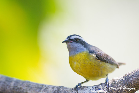 Bananaquit (Coereba flaveola), São Paulo, Brazil