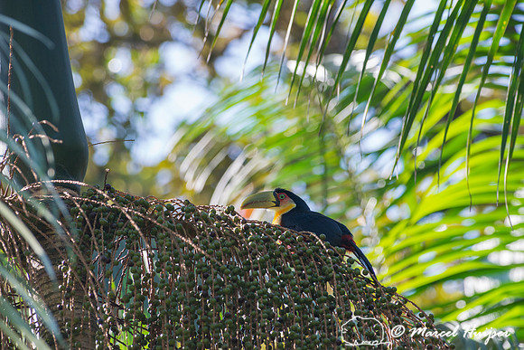 Green-billed toucan (Ramphastos dicolorus) or red-breasted touca