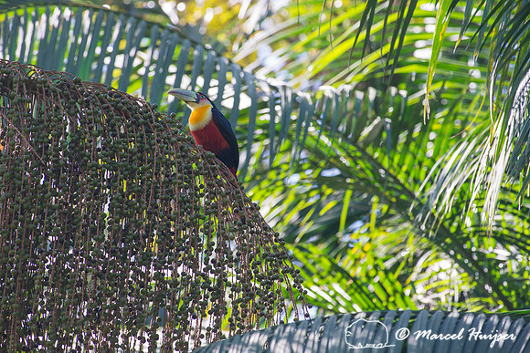 Green-billed toucan (Ramphastos dicolorus) or red-breasted touca