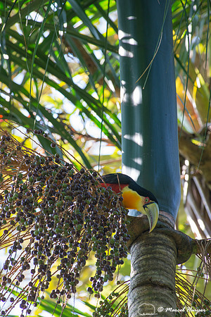 Green-billed toucan (Ramphastos dicolorus) or red-breasted touca