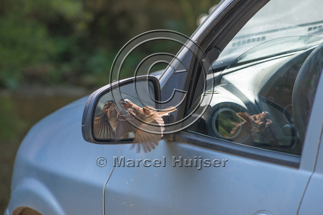 Rufous-collared sparrow (Zonotrichia capensis) fighting its own