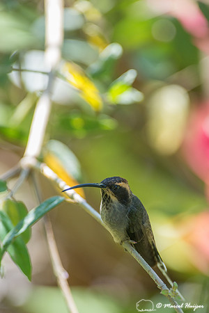 Scale-throated hermit (Phaethornis eurynome), São Paulo, Brazil