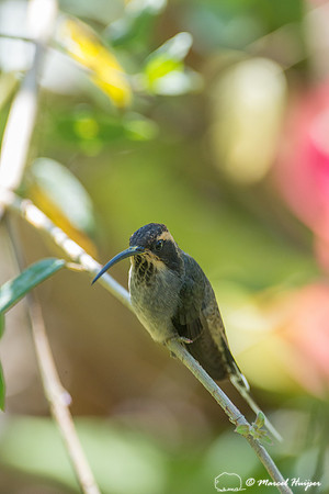 Scale-throated hermit (Phaethornis eurynome), São Paulo, Brazil