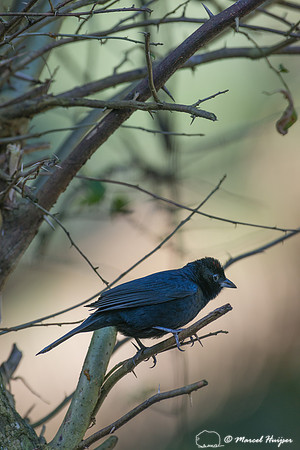 Ruby-crowned tanager (Tachyphonus coronatus), São Paulo, Brazil