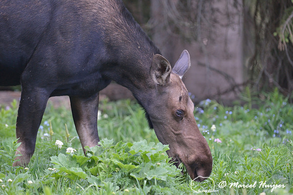 Moose (Alces alces), on ridge south of Teton Pass, Wyoming, USA