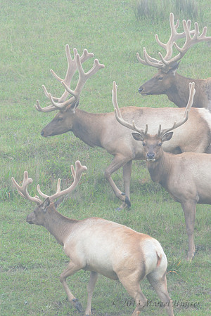 Tule elk (Cervus canadensis ssp. nannodes) bulls, Point Reyes National Seashore, California, USA.
