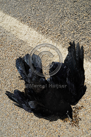 Common Raven (Corvus corax) roadkill, Montana, USA