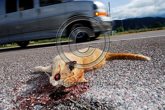 Domestic cat (Felis catus) roadkill, Montana