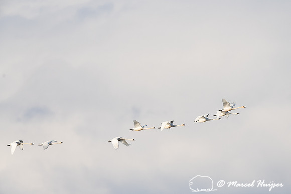 Tundra swan (Cygnus columbianus) migration along Rocky Mountain