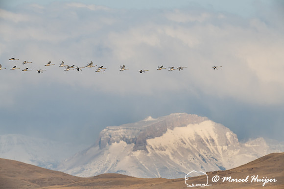 Tundra swan (Cygnus columbianus) migration along Rocky Mountain
