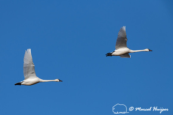 Tundra swan (Cygnus columbianus) migration along Rocky Mountain