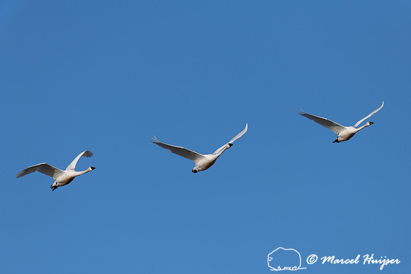 Tundra swan (Cygnus columbianus) migration along Rocky Mountain