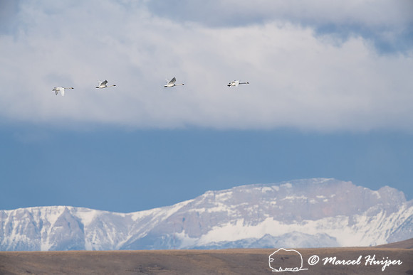 Trumpeter swan (Cygnus buccinator) migration along Rocky Mountai