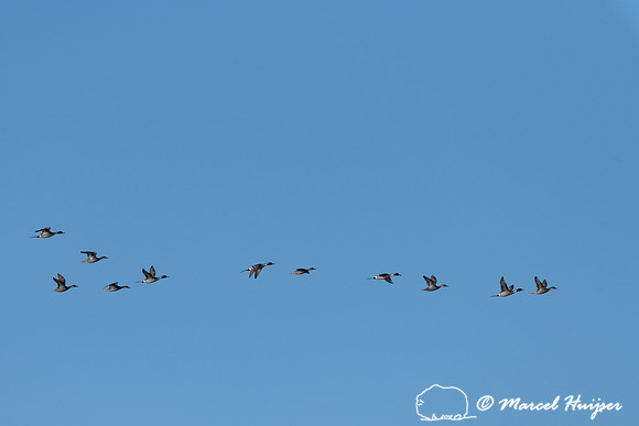 Northern pintail (Anas acuta) migration, Freezout Lake Wildlife