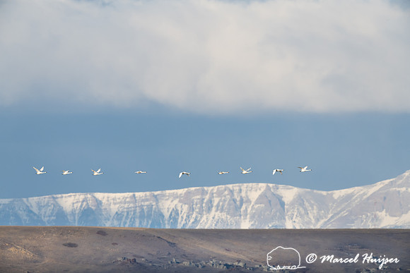 Tundra swan (Cygnus columbianus) migration along Rocky Mountain