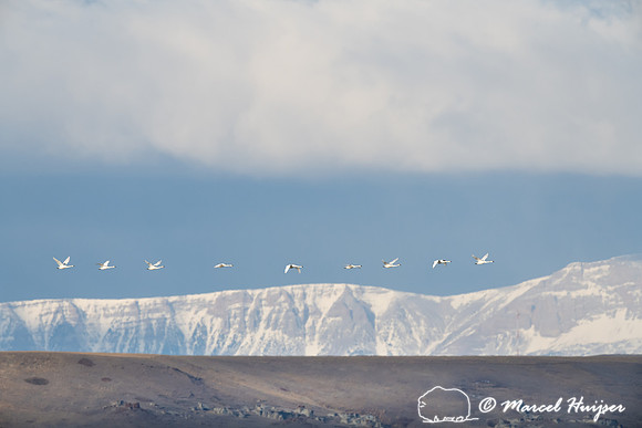 Tundra swan (Cygnus columbianus) migration along Rocky Mountain
