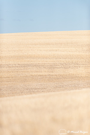 Wheat fields near Lake Wildlife Management Area, Montana
