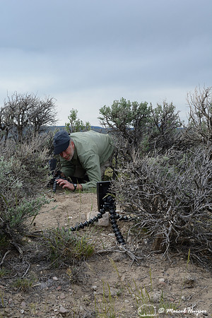 Marcel Huijser sets up camera equipment to photograph pygmy rabbits, near Bannack, Montana, USA