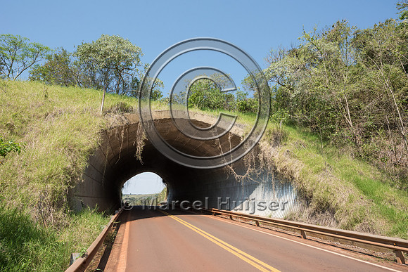 Wildlife overpass, Ruta 101, Misiones, Argentina