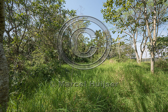Wildlife overpass, Ruta 101, Misiones, Argentina
