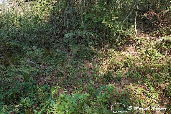 Ditch along the abandoned dirt road Estrada do Colono (" Settler