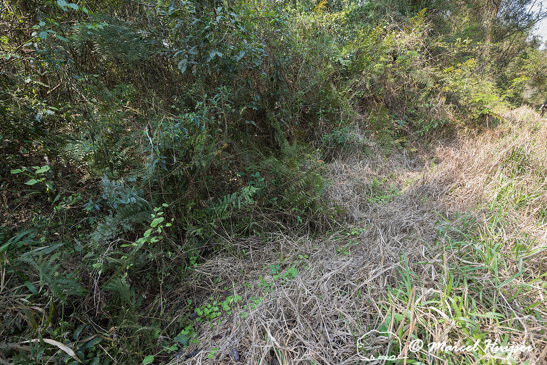 Ditch along the abandoned dirt road Estrada do Colono (" Settler