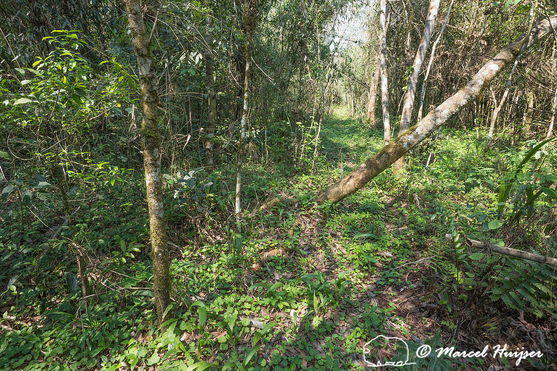 The abandoned dirt road Estrada do Colono (" Settler's Road"),