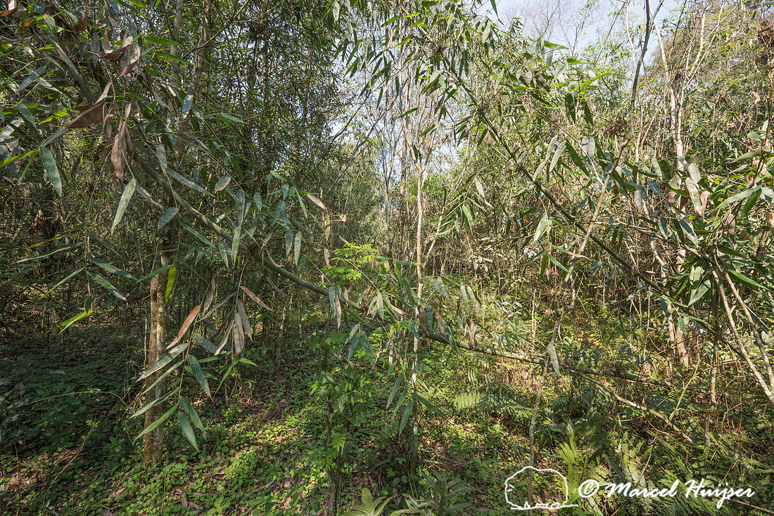 The abandoned dirt road Estrada do Colono (" Settler's Road"),