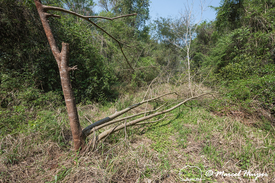The abandoned dirt road Estrada do Colono (" Settler's Road"),