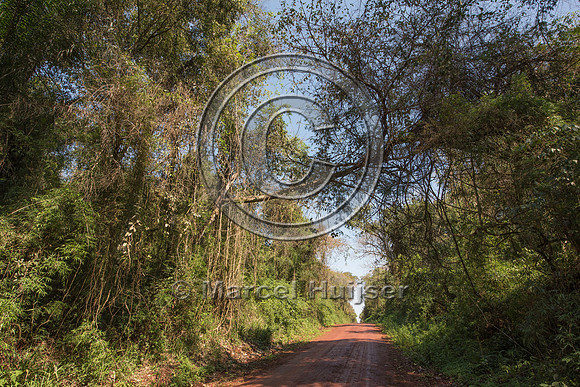 Natural canopy connectivity across Ruta 101, Dirt road, Iguazu f