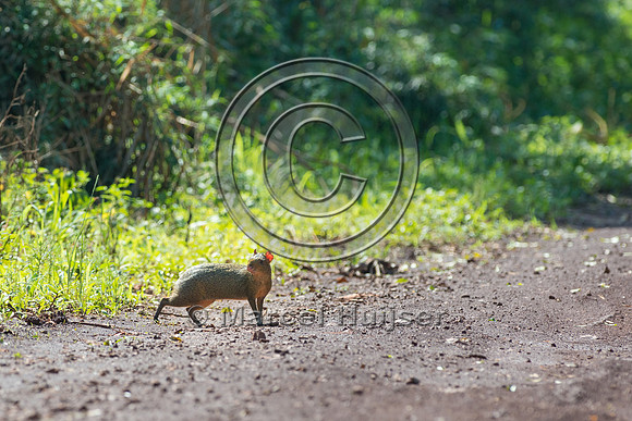 Azara's agouti (Dasyprocta azarae) on dirt road, Parque Nacional