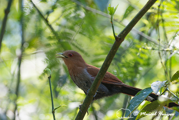 Squirrel cuckoo (Piaya cayana),  Parque Nacional Iguazú, Mision