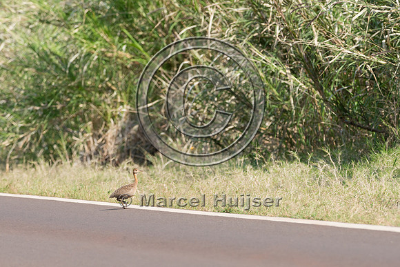 Red-winged tinamou (Rhynchotus rufescens), Ruta 101, Misiones, A