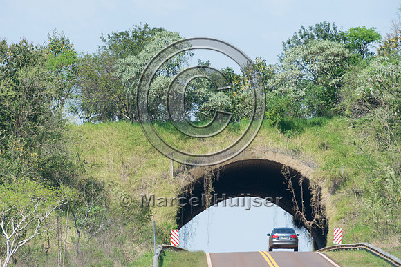 Wildlife overpass, Ruta 101, Misiones, Argentina