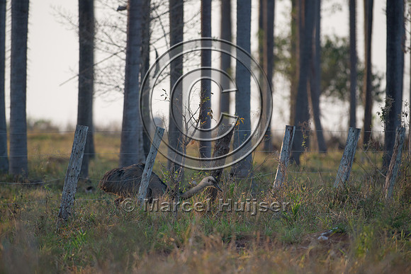 Greater rhea (Rhea americana), near Bonito, Mato Grosso do Sul,