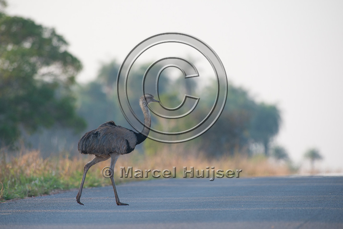 Greater rhea (Rhea americana) crossing the road, near Bonito, Ma