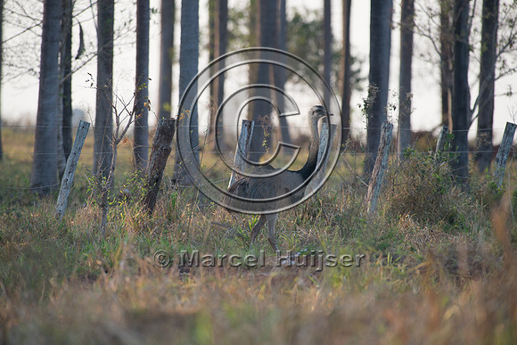 Greater rhea (Rhea americana), near Bonito, Mato Grosso do Sul,