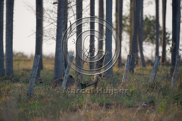 Greater rhea (Rhea americana), near Bonito, Mato Grosso do Sul,