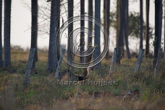 Greater rhea (Rhea americana), near Bonito, Mato Grosso do Sul,